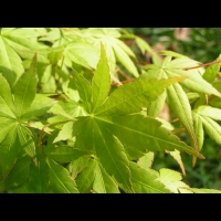 Acer palmatum cv Tsuri Nishiki (fam Aceracees) (4)